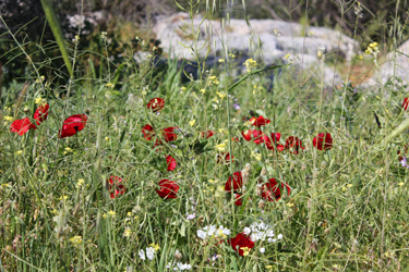 Poppy flowers (and yellow and violet flowers)