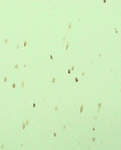 Klaus Weber, Bee Paintings (The Art of Narration ....) (Foto: kk) Klaus Weber, Bee Paintings (The Art of Narration ....) (Foto: kk)